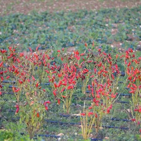 Alloggio per agriturismo Salentum Terrae Sanarica